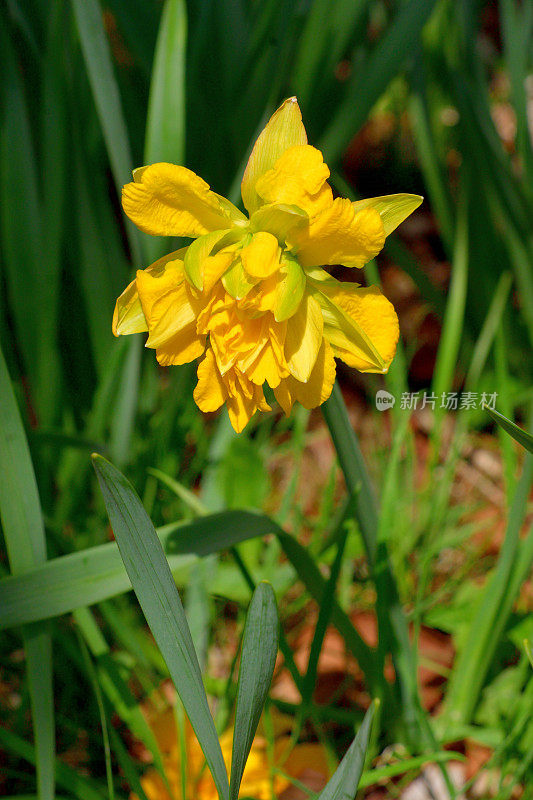 水仙花/水仙花